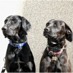 dogs (2)